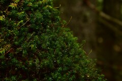 Polytrichum formosum