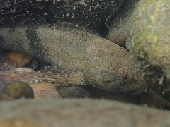 Cottus