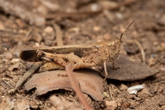 Aiolopus strepens