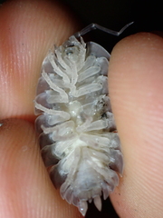 Porcellio obsoletus