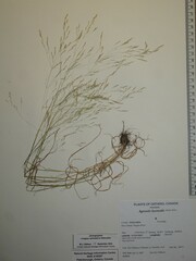 Agrostis hyemalis
