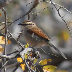 Tchagra australis