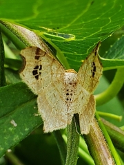 Macaria aemulataria