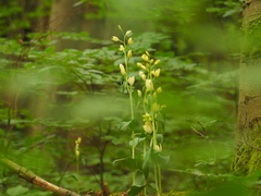 Cephalanthera damasonium