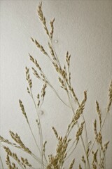 Agrostis hyemalis