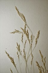 Agrostis hyemalis