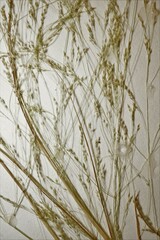 Agrostis hyemalis