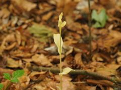 Cephalanthera damasonium