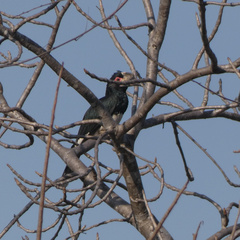 Bycanistes bucinator