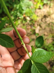 Rosa setigera