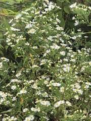 Symphyotrichum lanceolatum interior