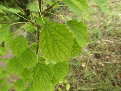 Populus tremula