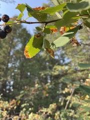 Amelanchier alnifolia