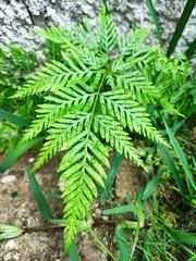 Pteris