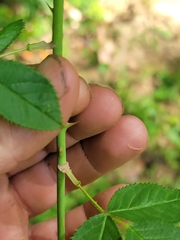 Rosa setigera