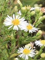 Symphyotrichum lanceolatum interior