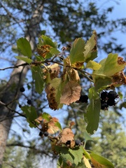 Amelanchier alnifolia