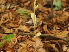 Cephalanthera damasonium