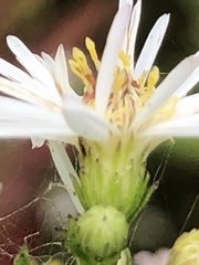 Symphyotrichum lanceolatum interior