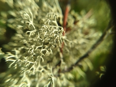 Cladonia arbuscula