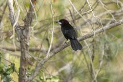 Ramphocelus carbo