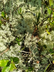 Cladonia arbuscula