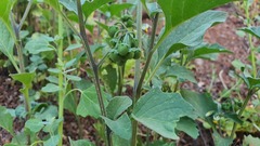 Solanum villosum