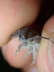Porcellio obsoletus