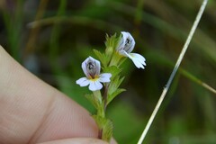 Euphrasia