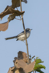 Polioptila dumicola