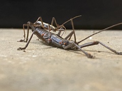 Anisomorpha buprestoides