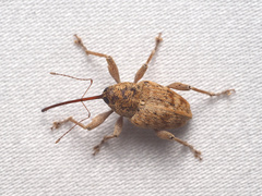 Curculio occidentis
