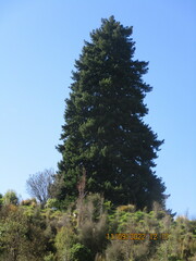 Pseudotsuga