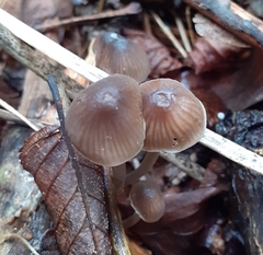 Mycena