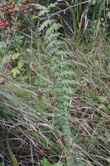 Filipendula vulgaris