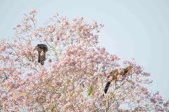 Penelope ochrogaster