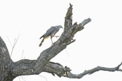 Geranospiza caerulescens