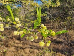 Vachellia robusta