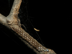 Afropisaura