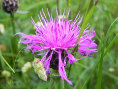 Centaurea ambigua