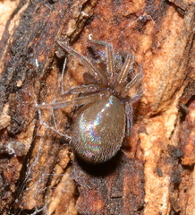 Phyxelididae