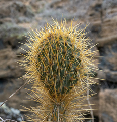 Opuntia galapageia