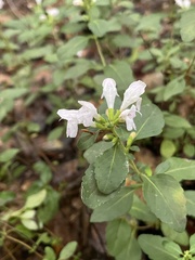 Clinopodium carolinianum