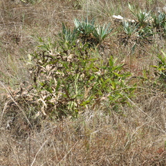Silphium albiflorum