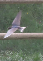 Hirundo rustica