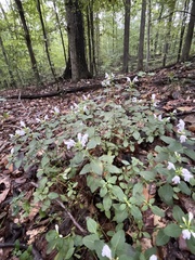Clinopodium carolinianum