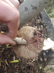 Agaricus