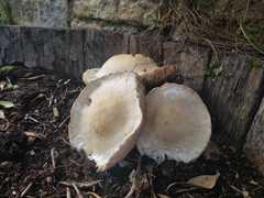 Agaricus