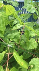 Contarinia negundinis