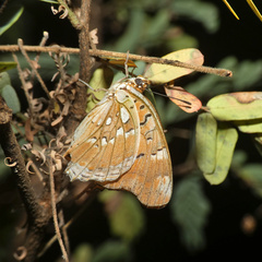 Charaxes jahlusa